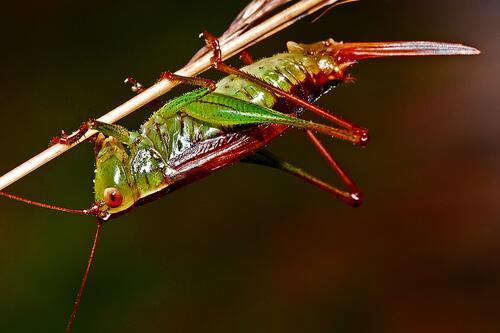 A grasshopper on a blade of grass