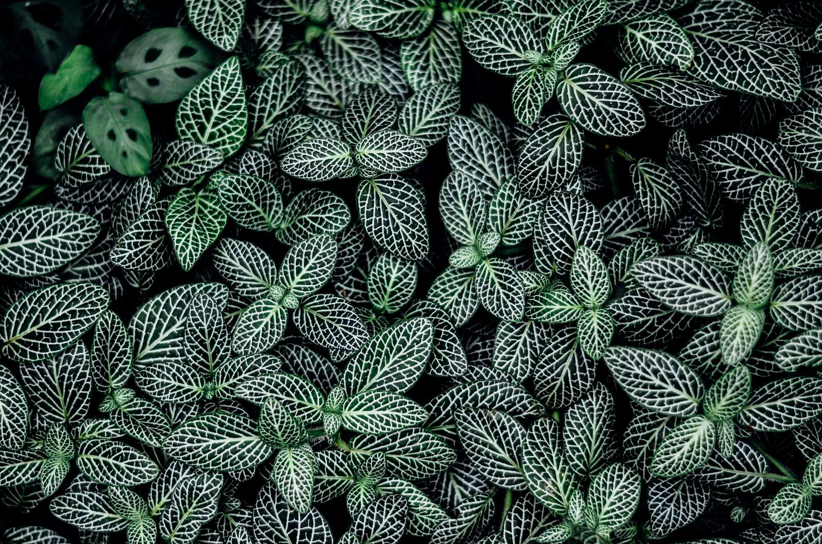 Free photo Beautiful green leaves with a pattern.