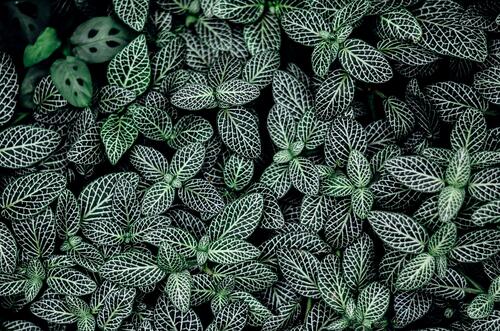 Красивые зеленые листики с рисунком