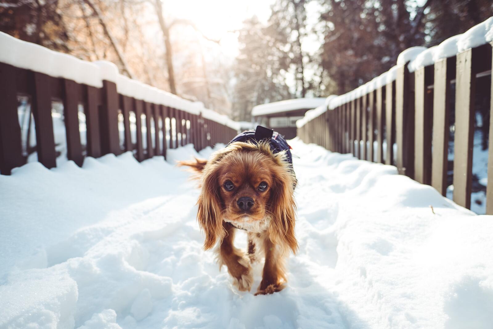 Бесплатное фото Собачка на зимней прогулке