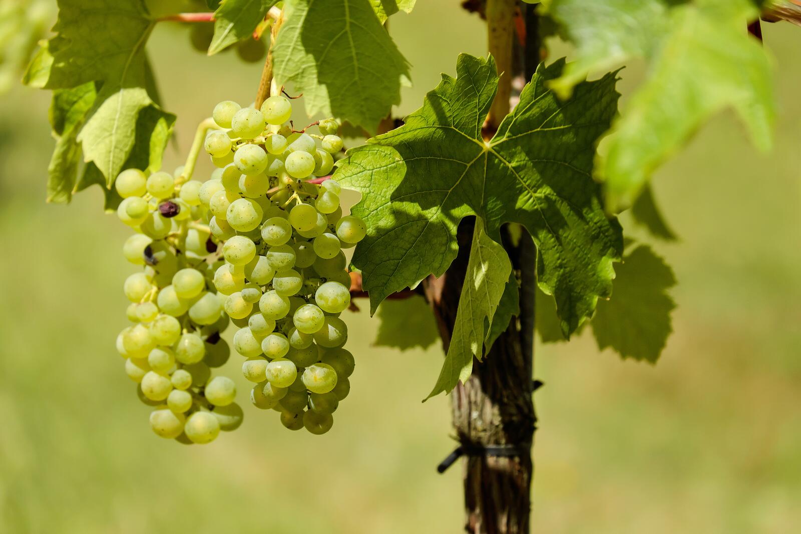 Бесплатное фото Зеленый виноград на веточке