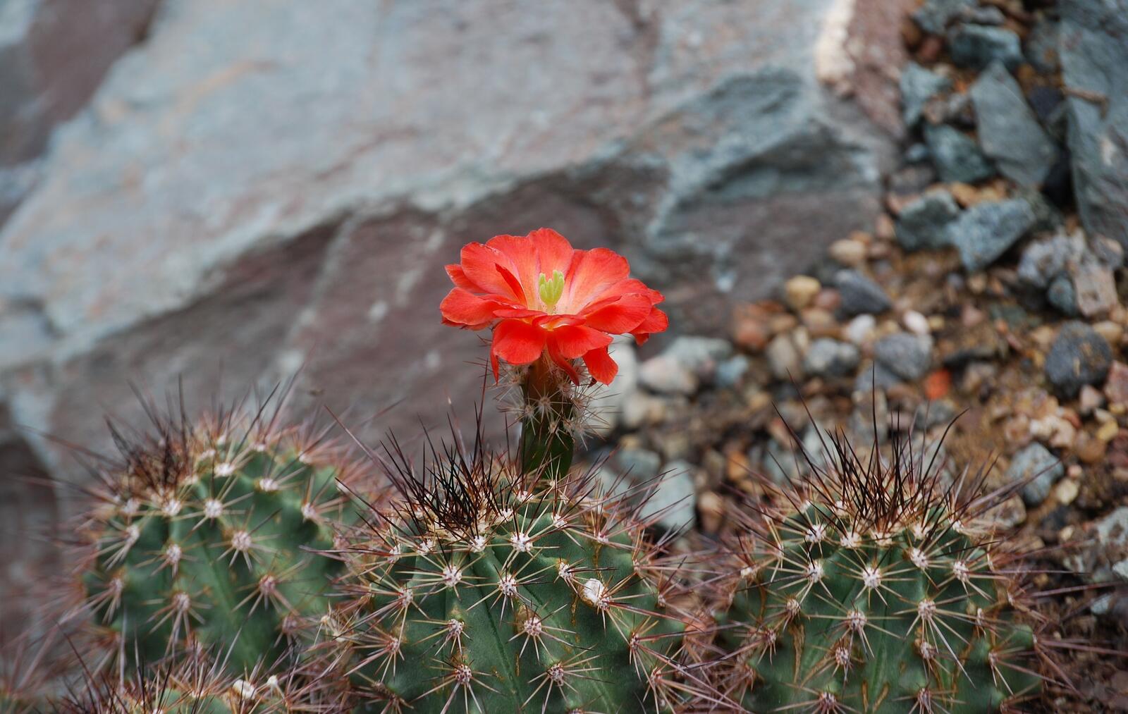Free photo Red flower of a blooming cactus