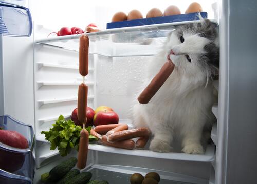 Кошка сидит в холодильнике и кушает сосиску
