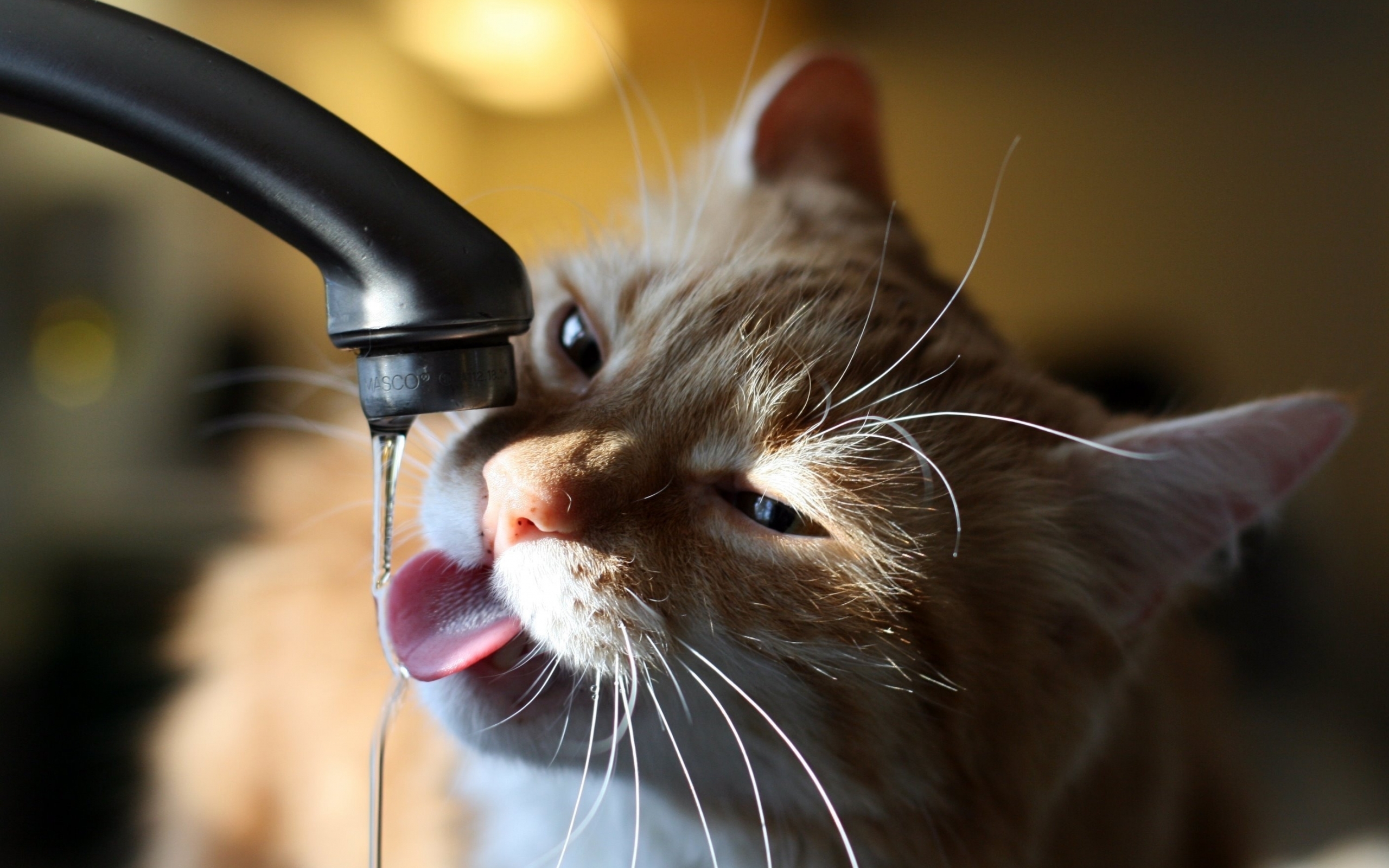 Wallpapers cat tap water on the desktop