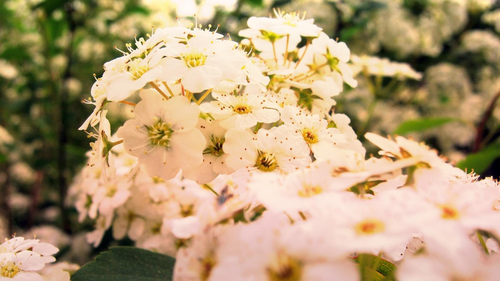 Free photo White little flowers