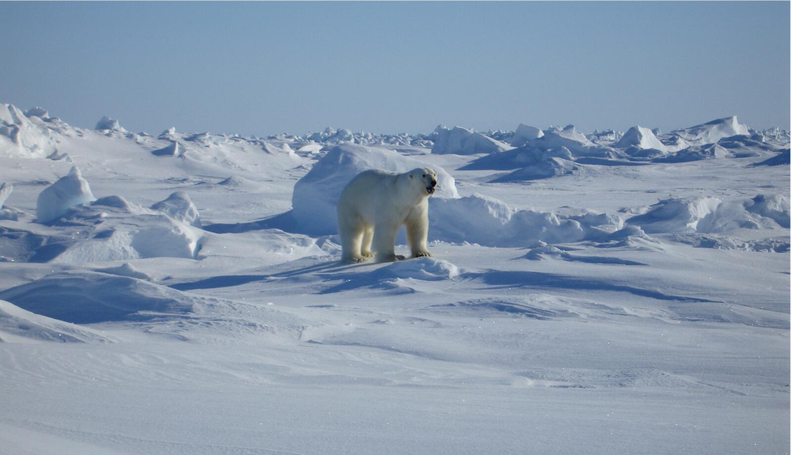 Free photo Arctic polar bear