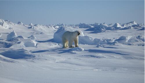 Белый Арктический медведь