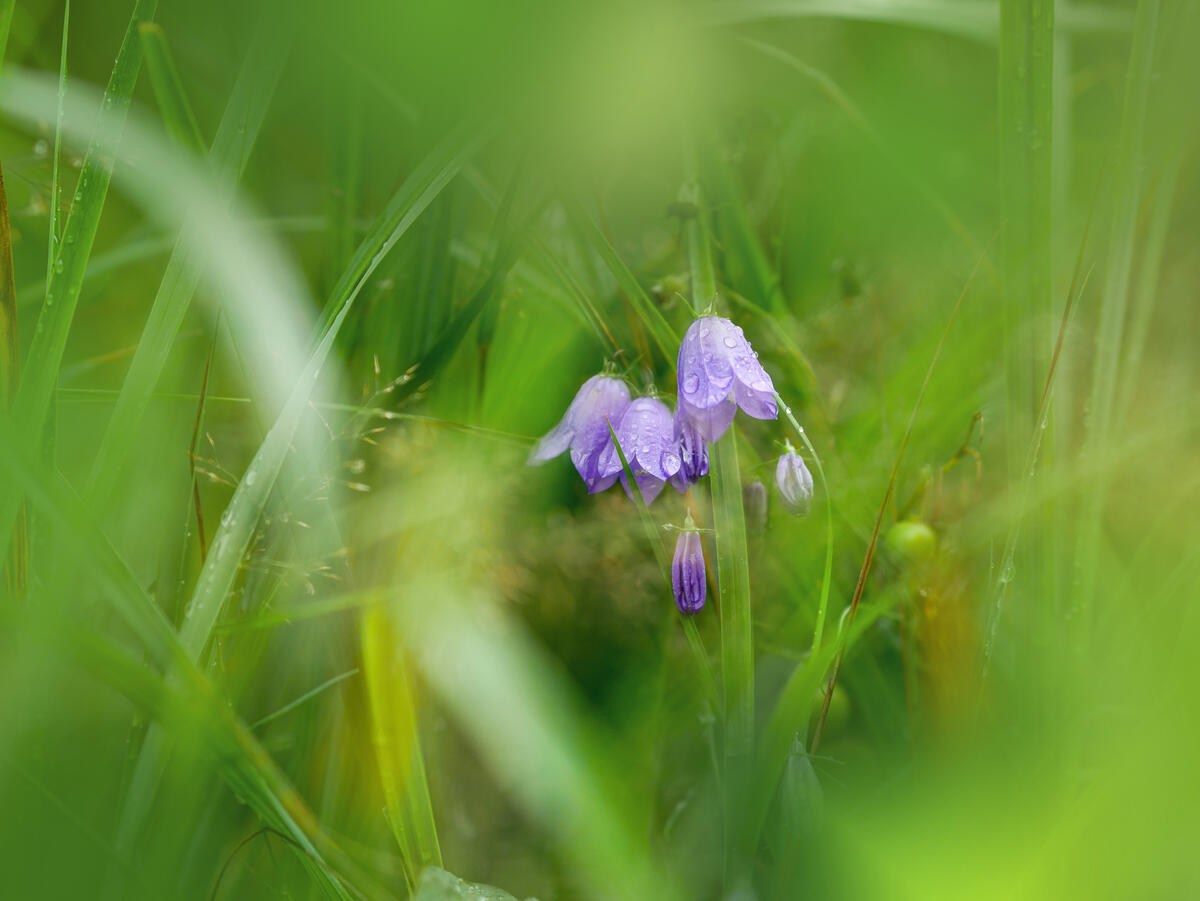 Фиолетовые цветочки в виде колокольчиков в зеленой траве