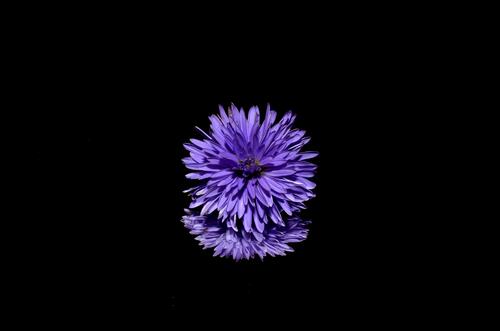 цветок фиолетовый лепесток