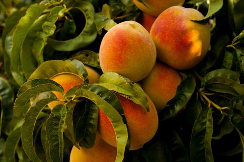 Peach bushes