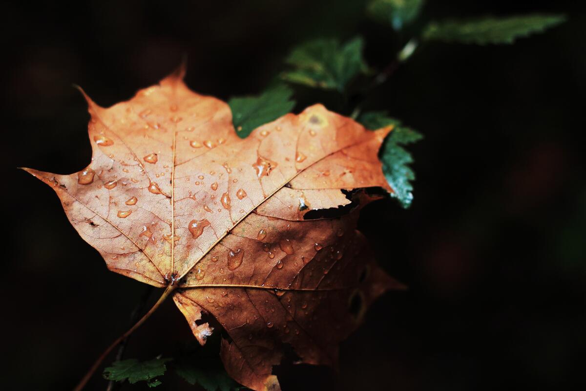 Увядший осенний кленовый лист