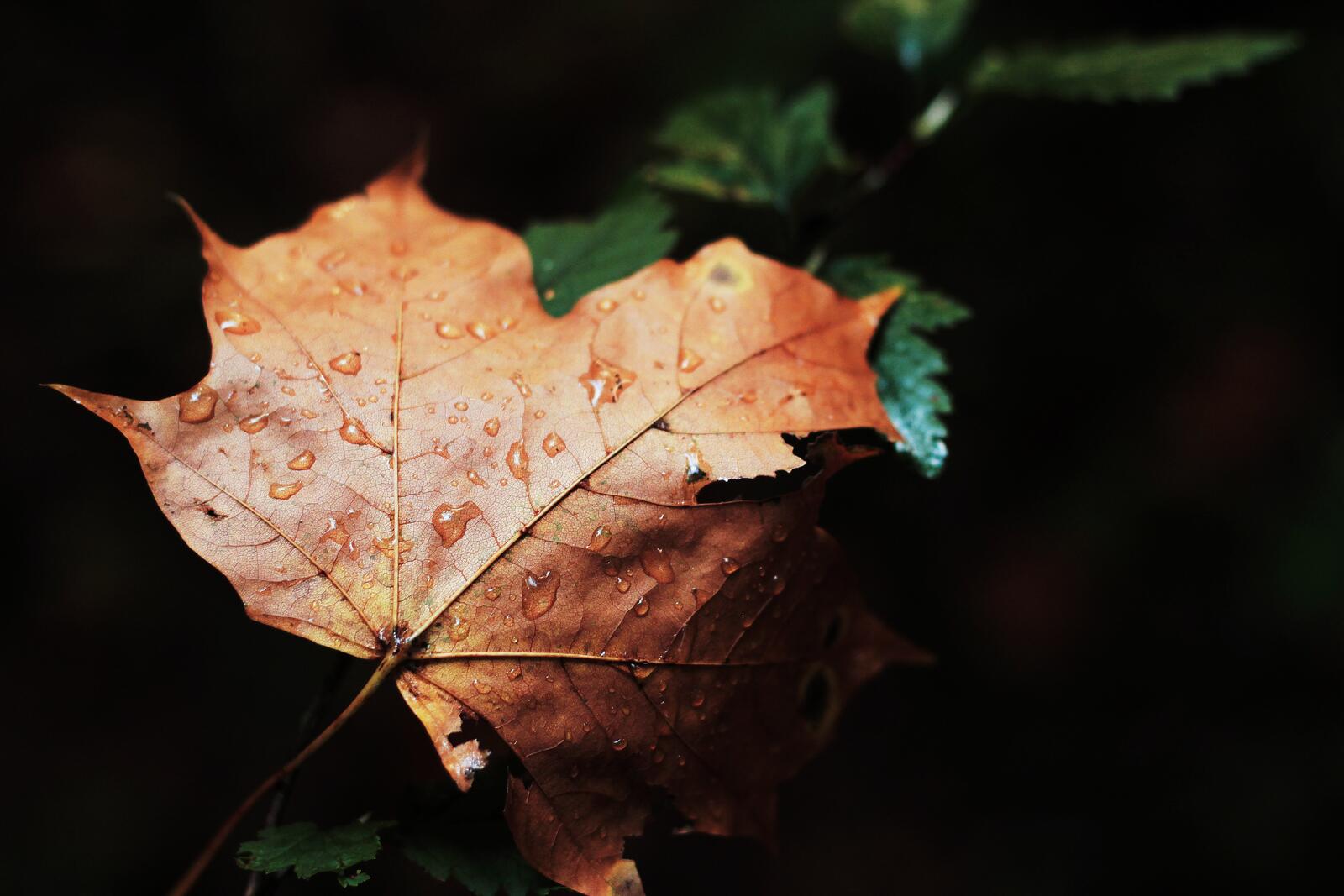 免费照片一片褪色的秋枫叶