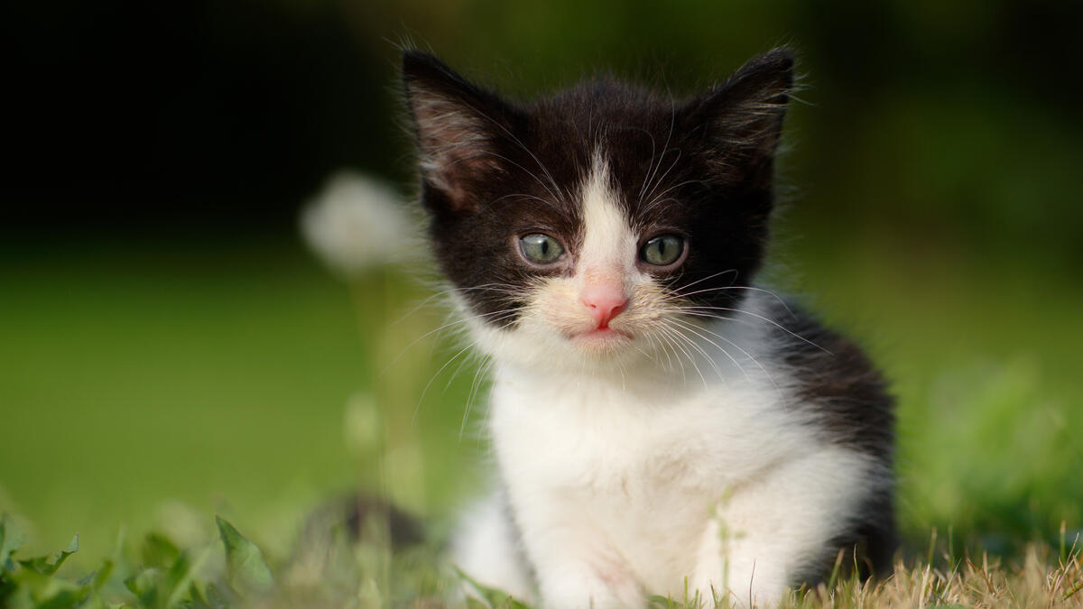 A little black and white kitten