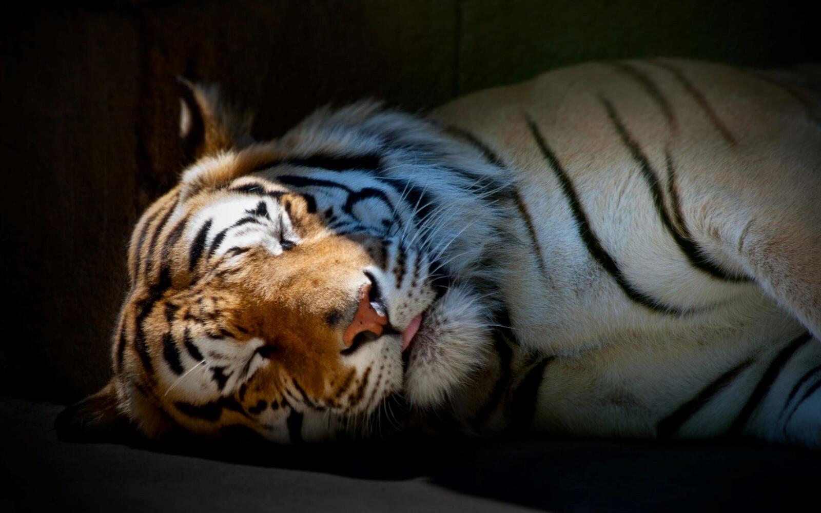 Бесплатное фото Спящий тигр
