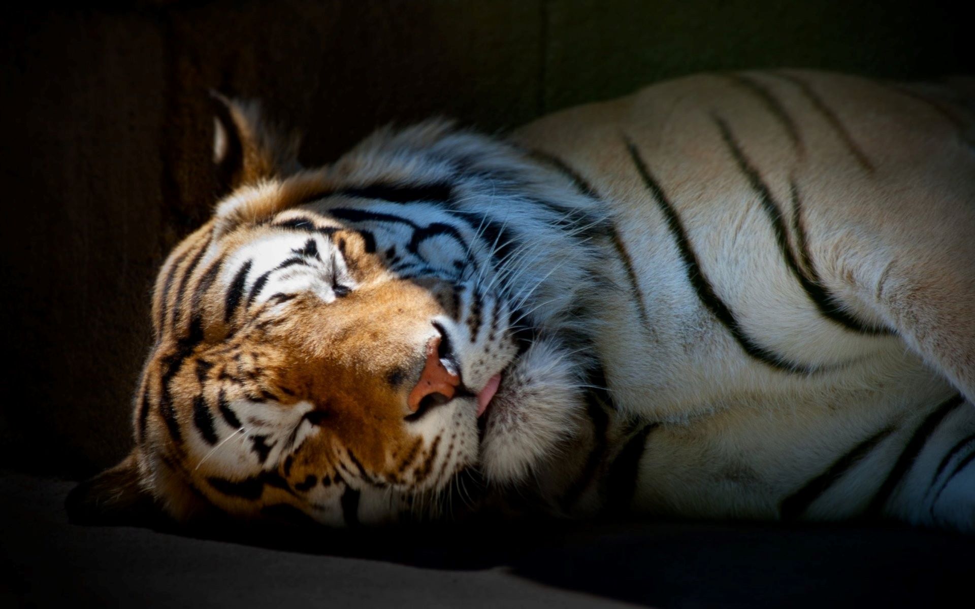 Free photo Sleeping tiger