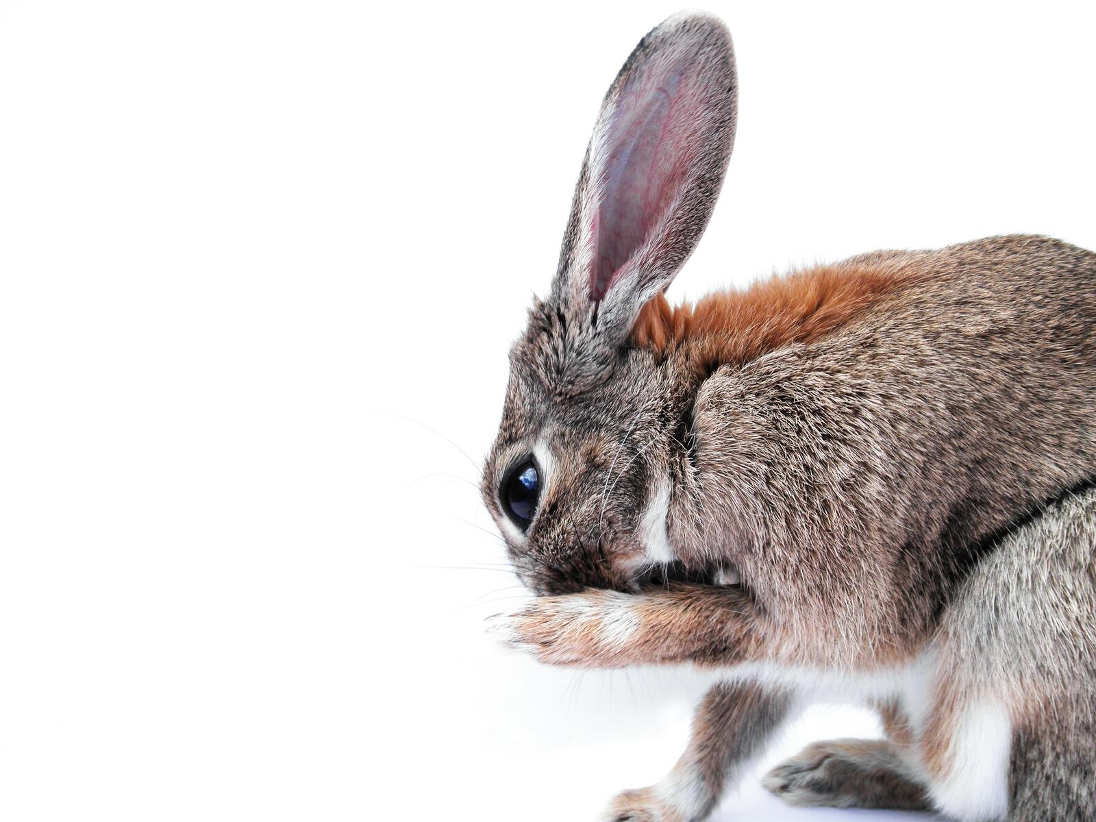 Free photo Picture of a bunny on a white background