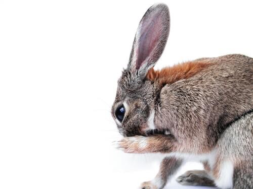 Picture of a bunny on a white background