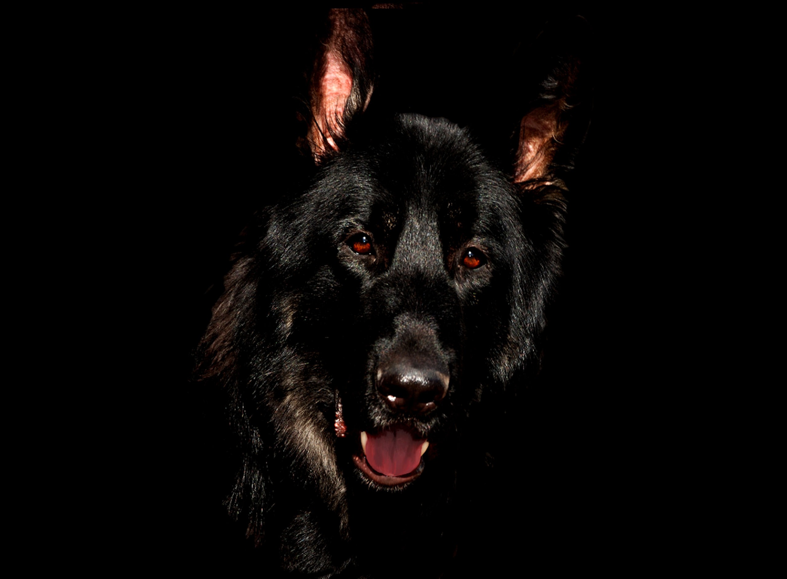 Бесплатное фото Портрет черной овчарки на черном фоне