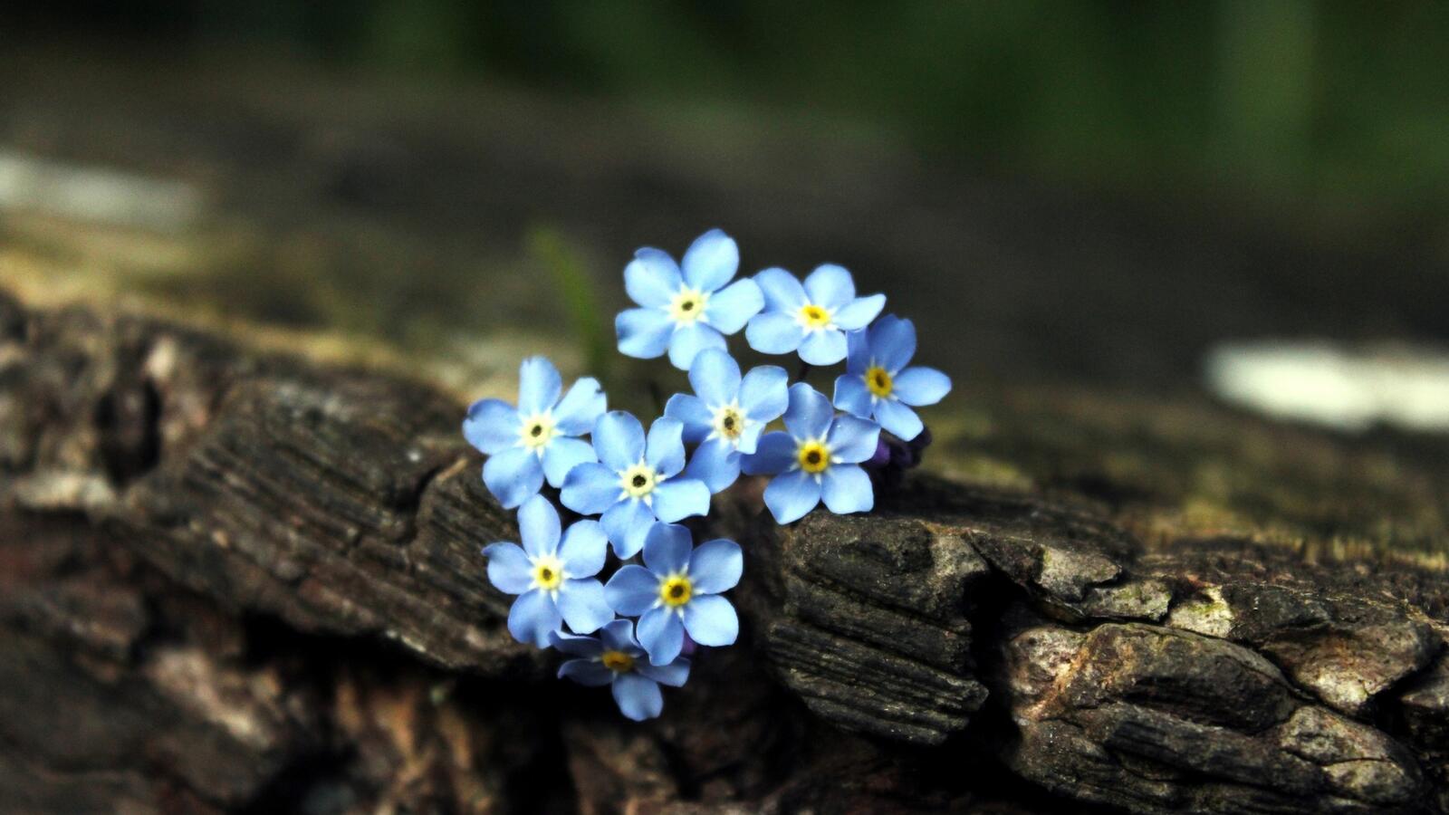 Бесплатное фото Синие цветочки на горелой доске
