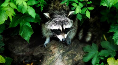 A raccoon crawling on a tree branch