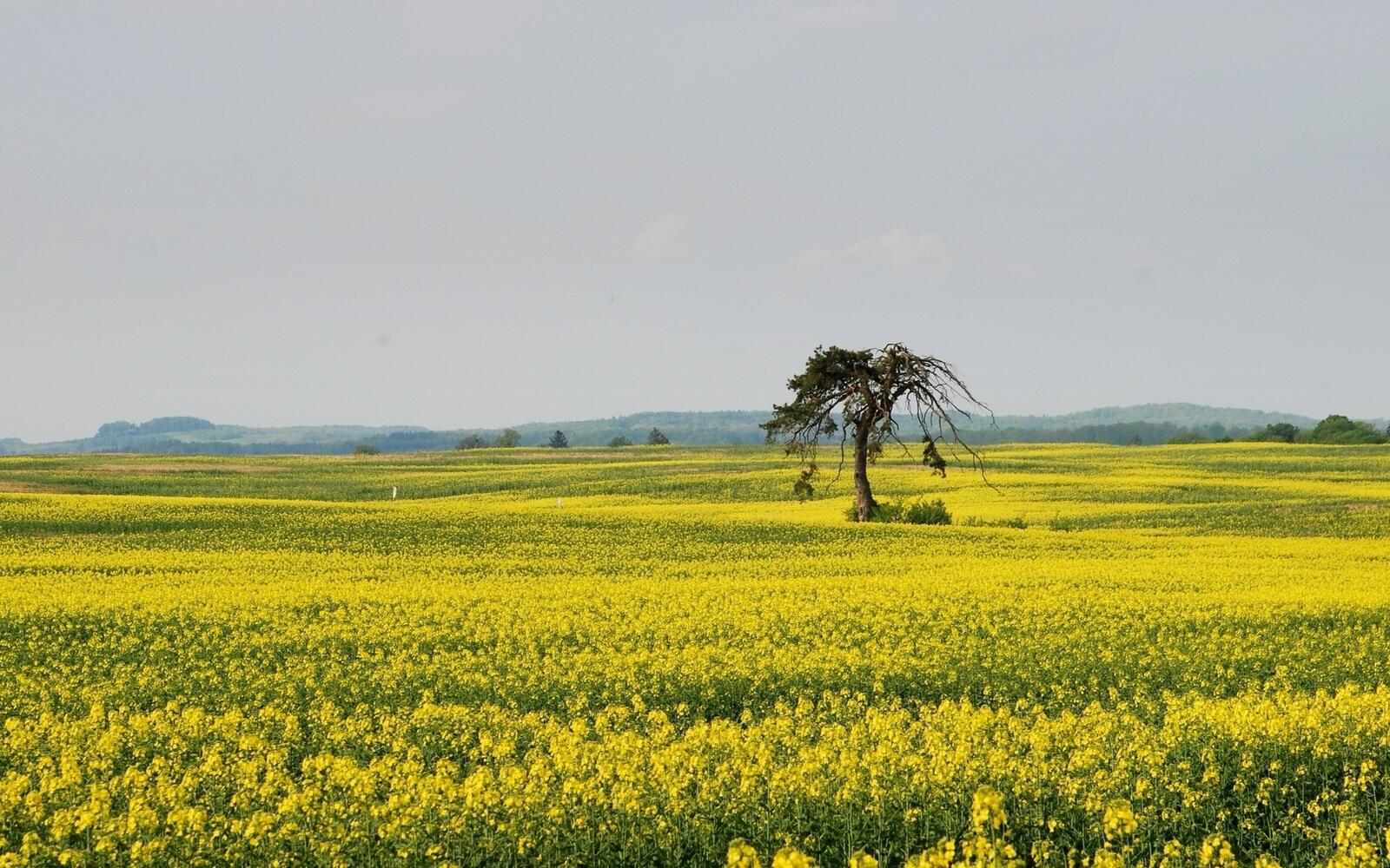 Free photo A lone tree in a field of yellow flowers