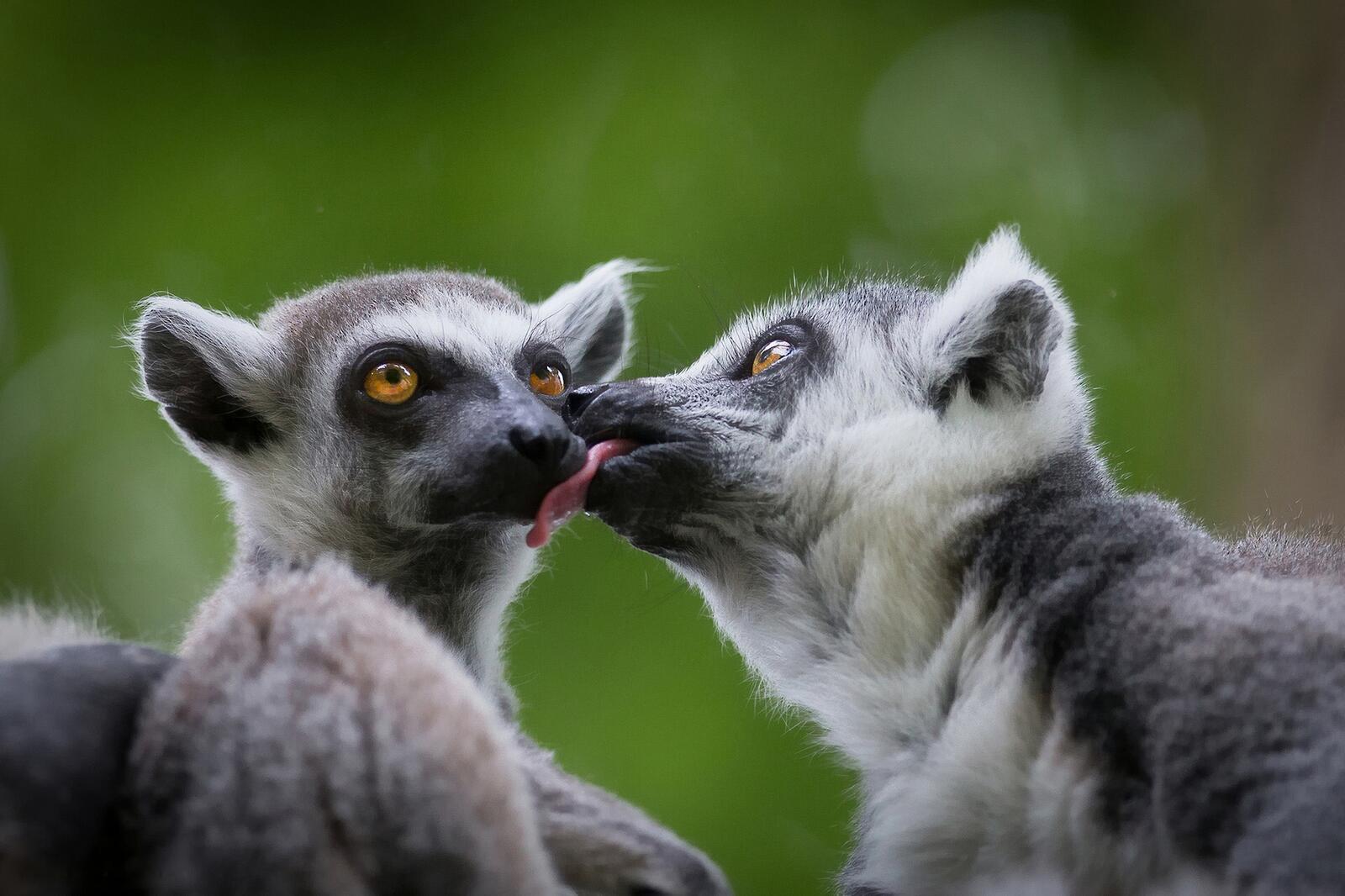 Free photo Wallpaper with beloved lemurs