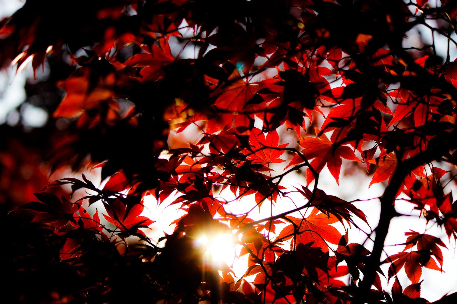 Бесплатное фото Красные кленовые листья в солнечную погоду