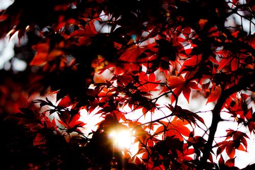 Красные кленовые листья в солнечную погоду