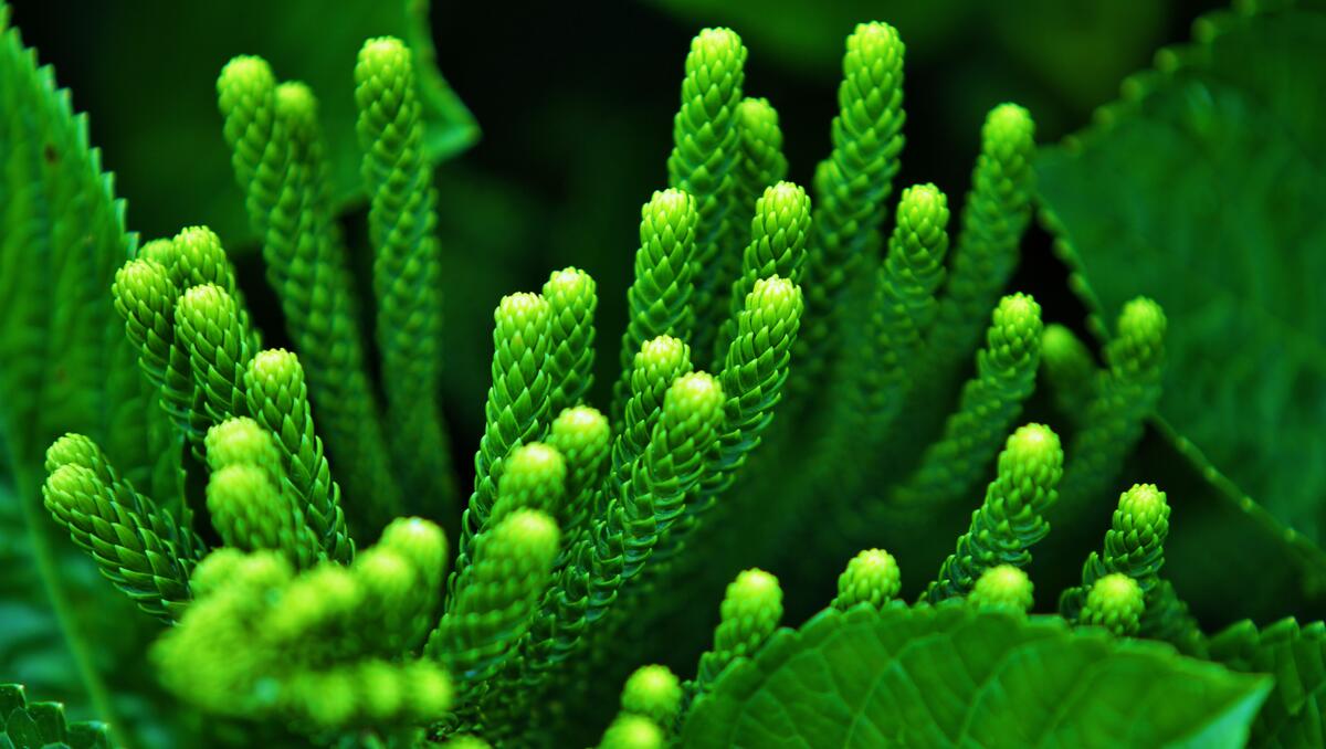 Green plants wallpaper