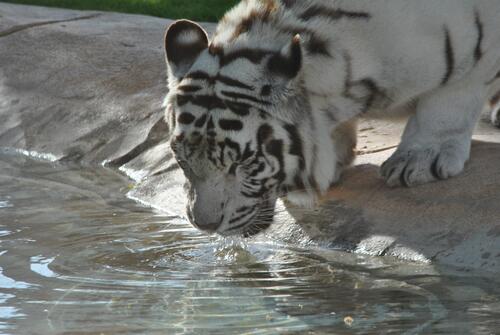 A white tiger at a watering hole