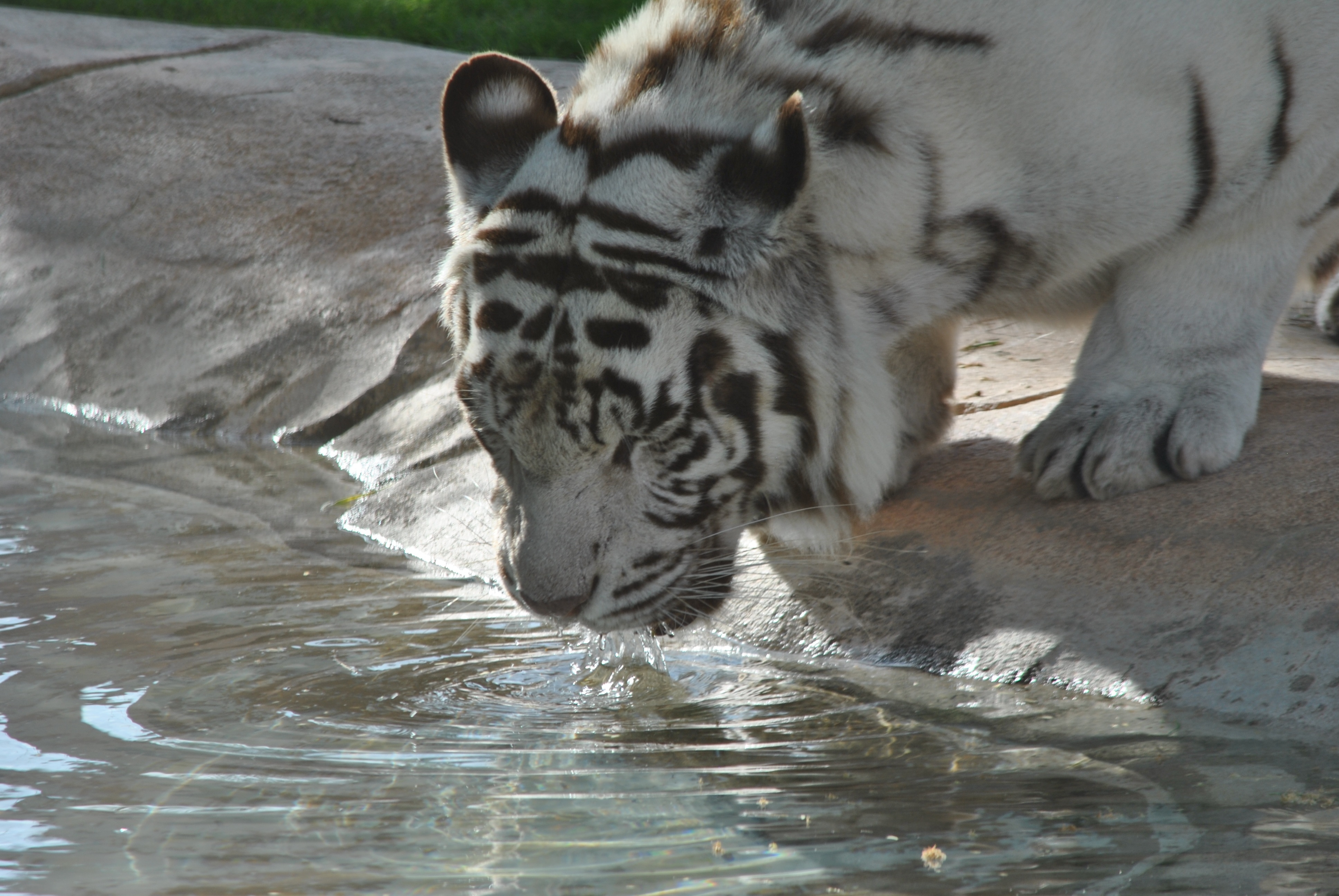 Free photo A white tiger at a watering hole