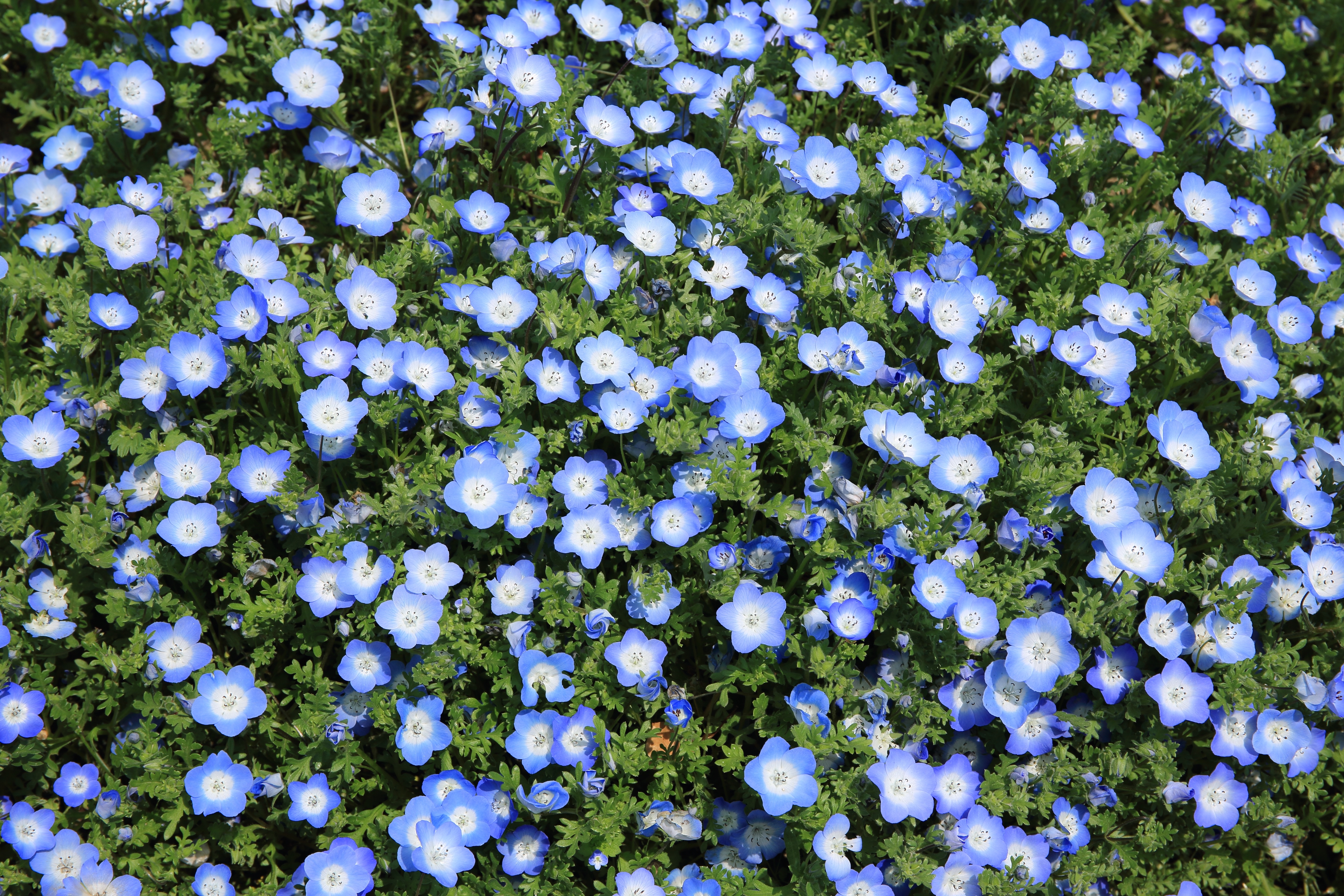 На поляне растут синие цветы. Немофила менциса голубая. Барвинок почвопокровный. Мавританский газон немофила.