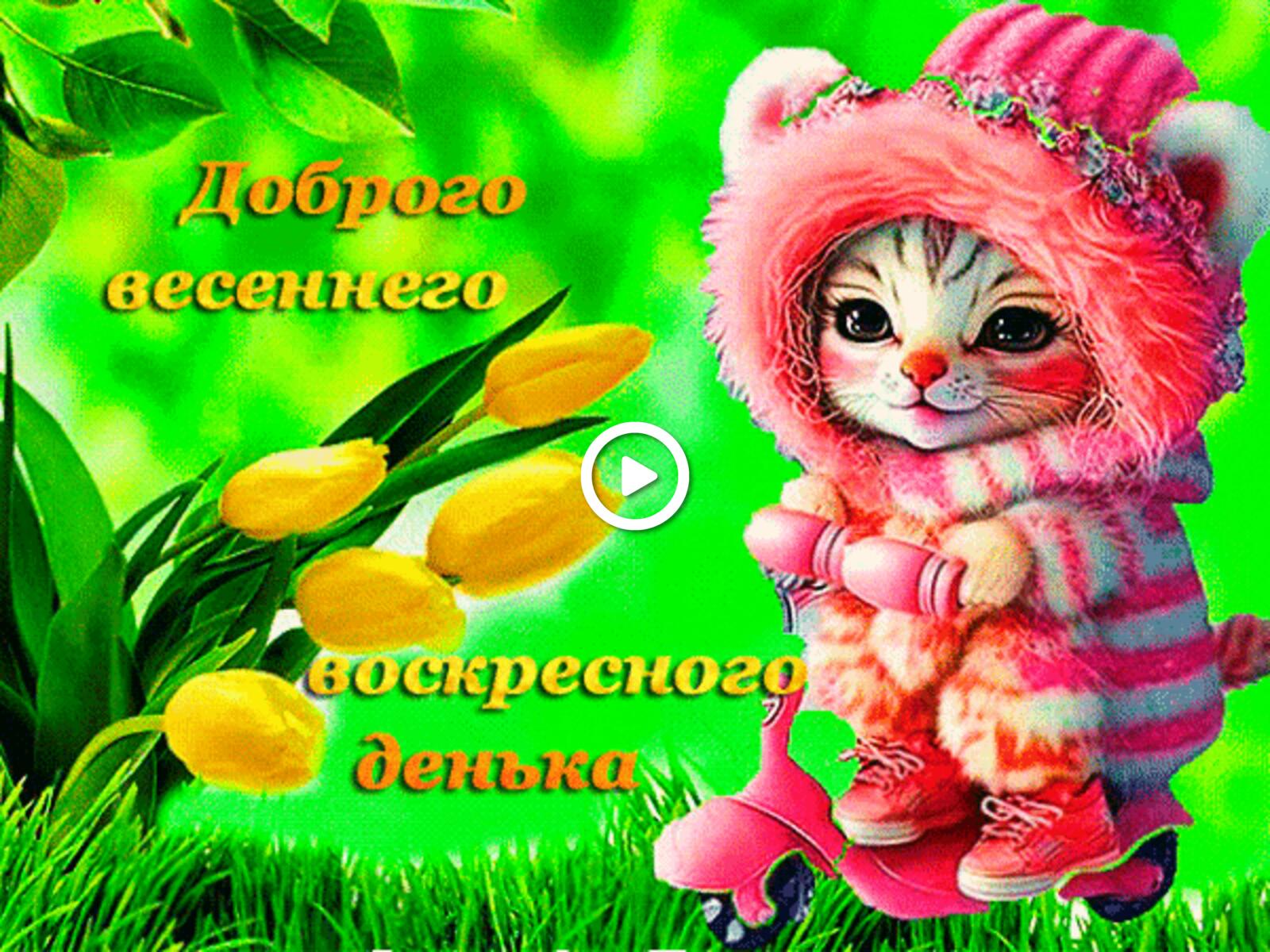 一张以鲜花 小猫 郁金香为主题的明信片