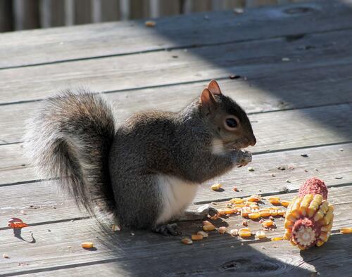 A squirrel eats corn