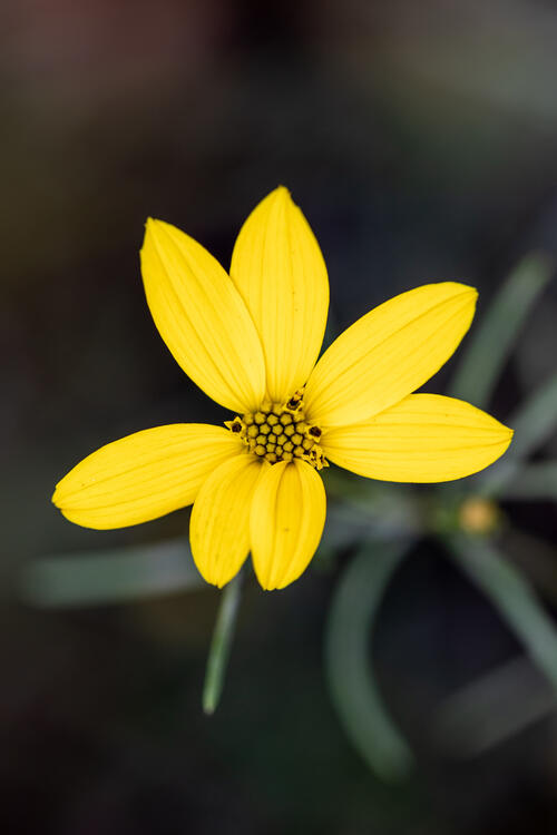 A flower with falling yellow petals
