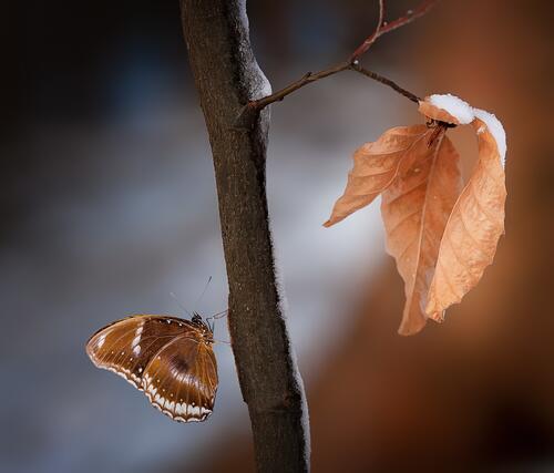 A butterfly sits on a branch next to a dried up leaf.