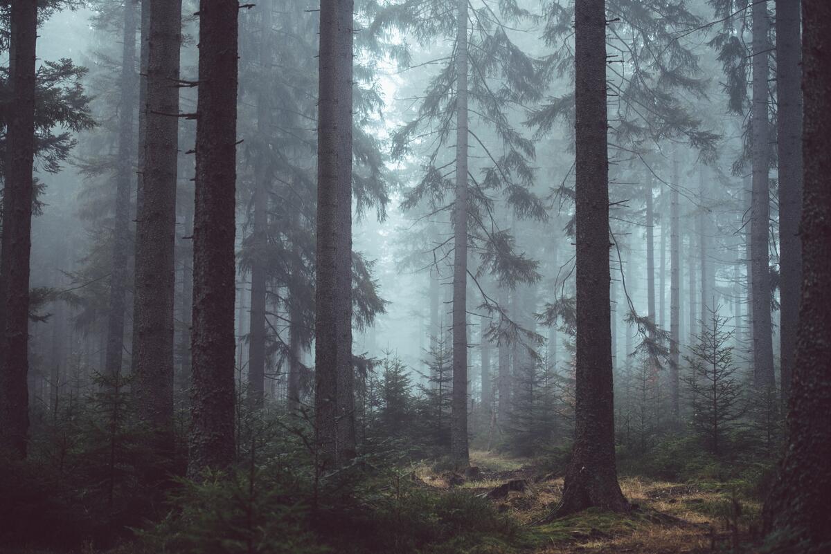 Туман в старом хвойном лесу