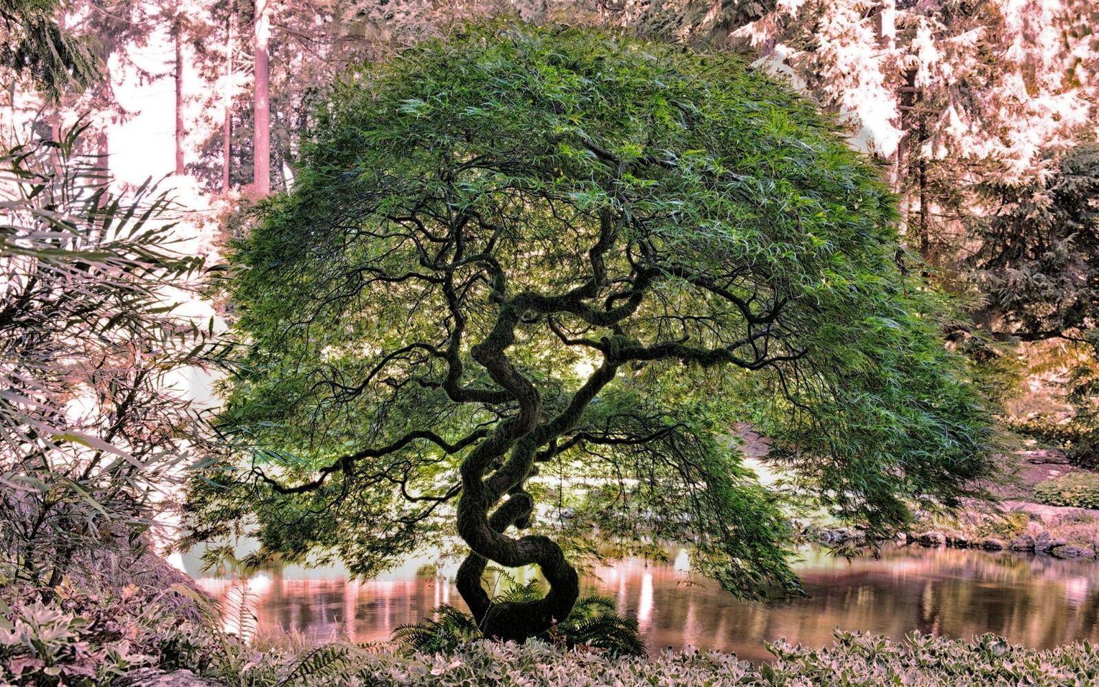 Бесплатное фото Необычное дерево с зеленой листвой