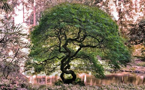 Необычное дерево с зеленой листвой