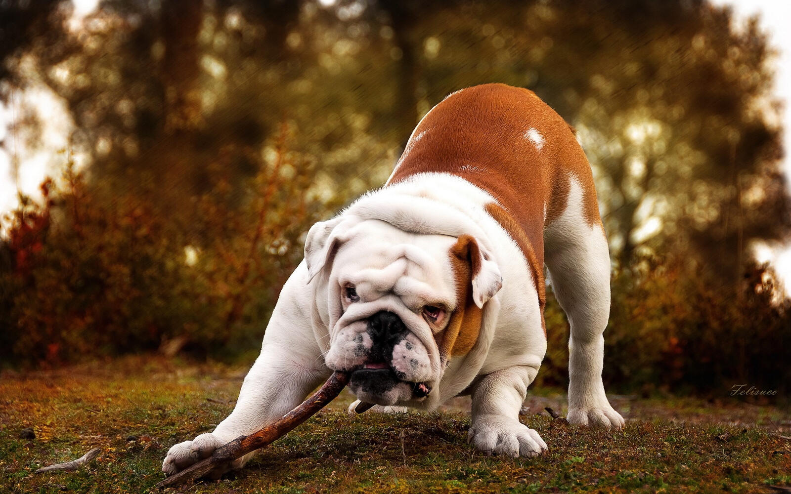 Free photo Bulldog plays with a wooden stick
