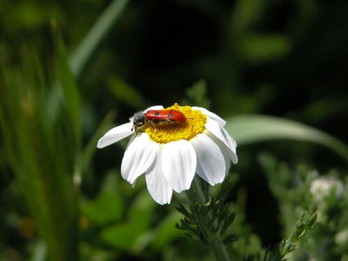 A fire beetle on a white daisy