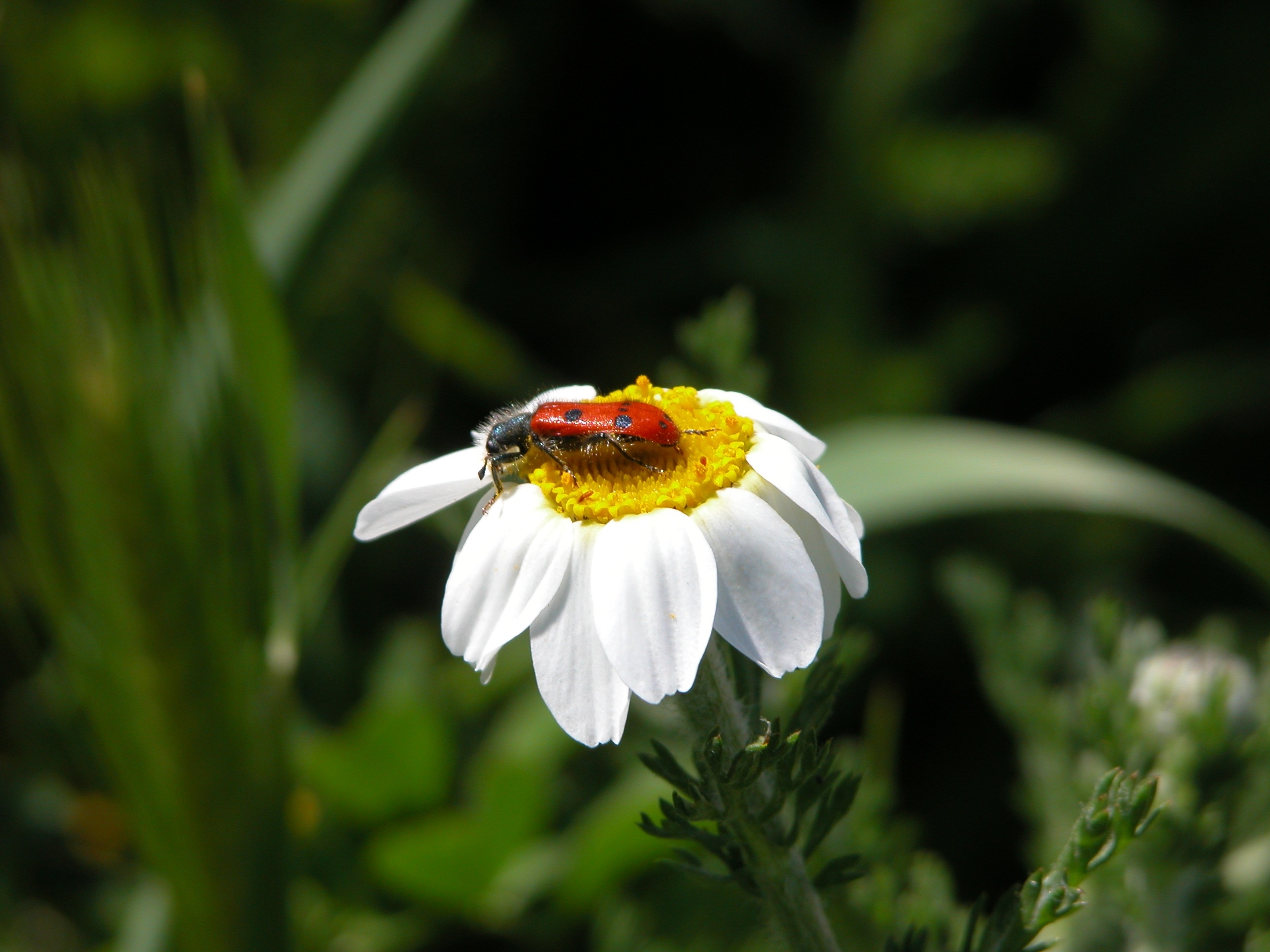 免费照片白菊花上的一只火甲虫
