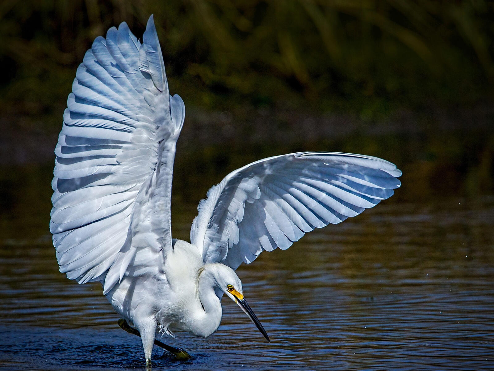 Бесплатное фото Водяная птица с большими белыми крыльями