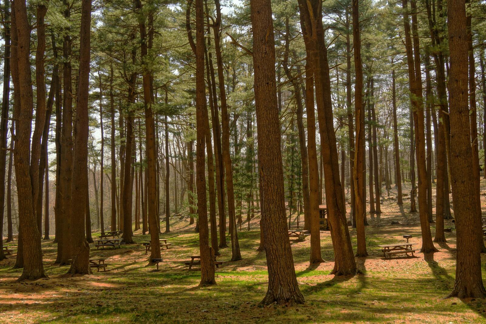 Бесплатное фото Сухой хвойный лес