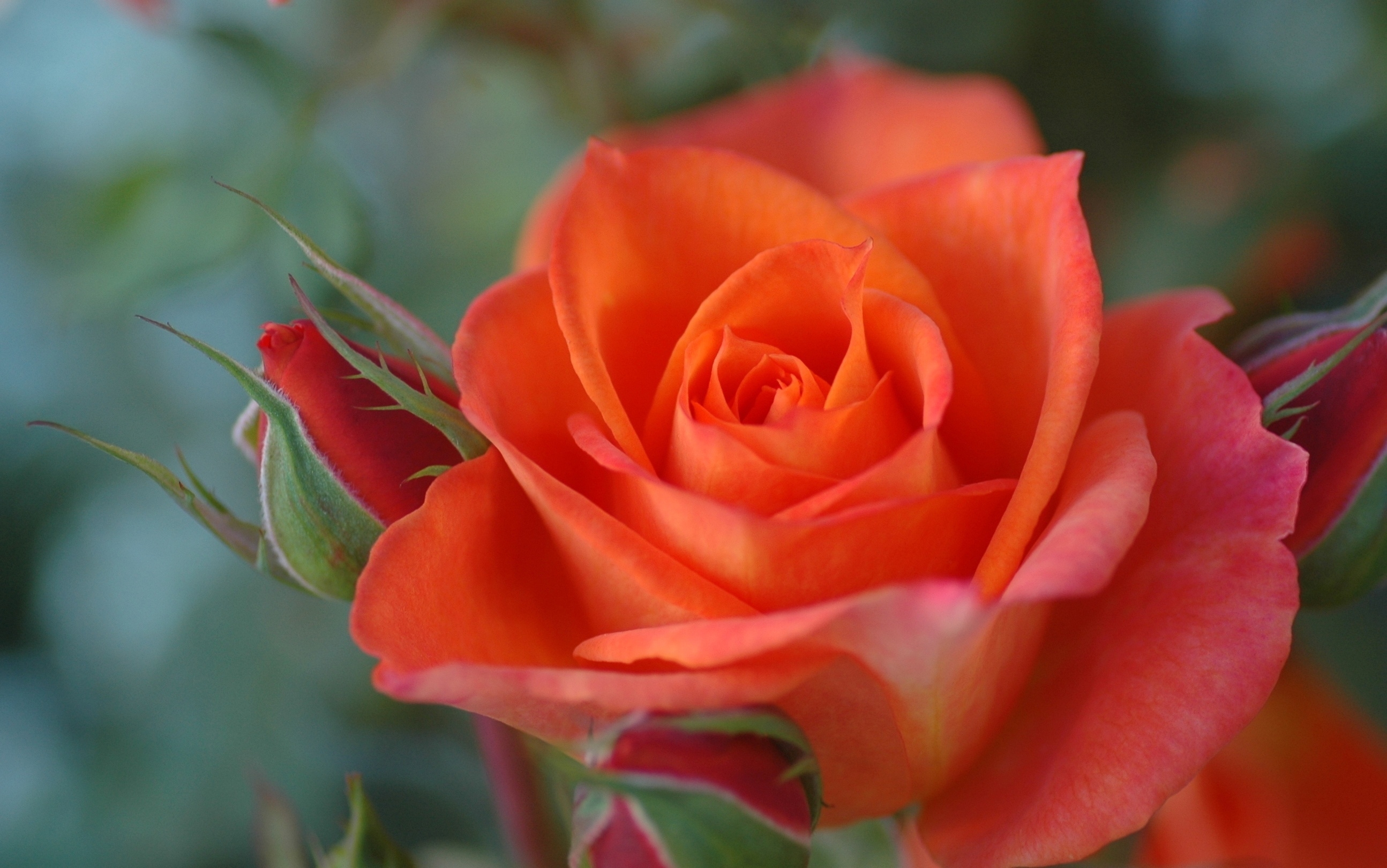 Цветок оранжевой розы