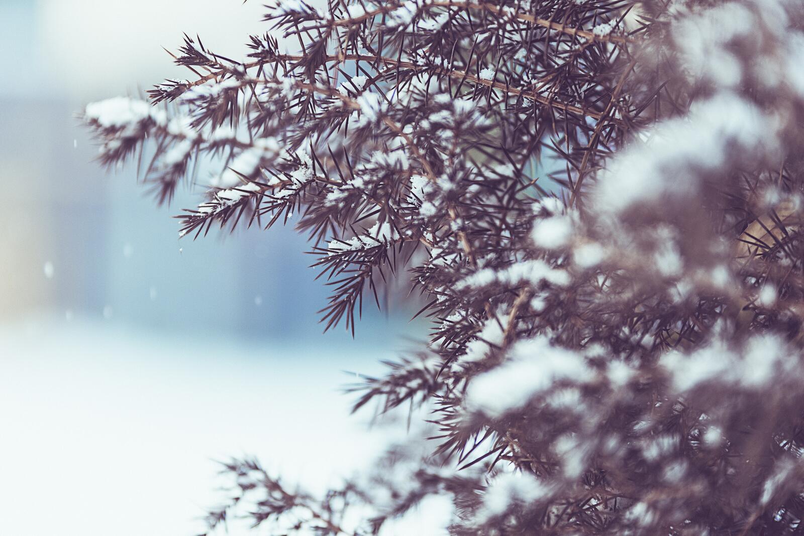 免费照片针叶树枝上的雪