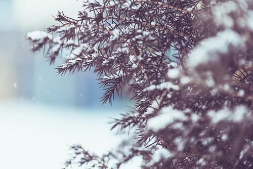 Snow on coniferous branches