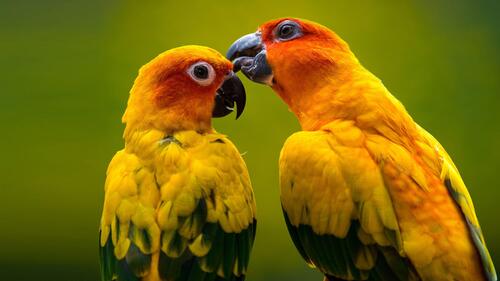 Two yellow parrots kissing