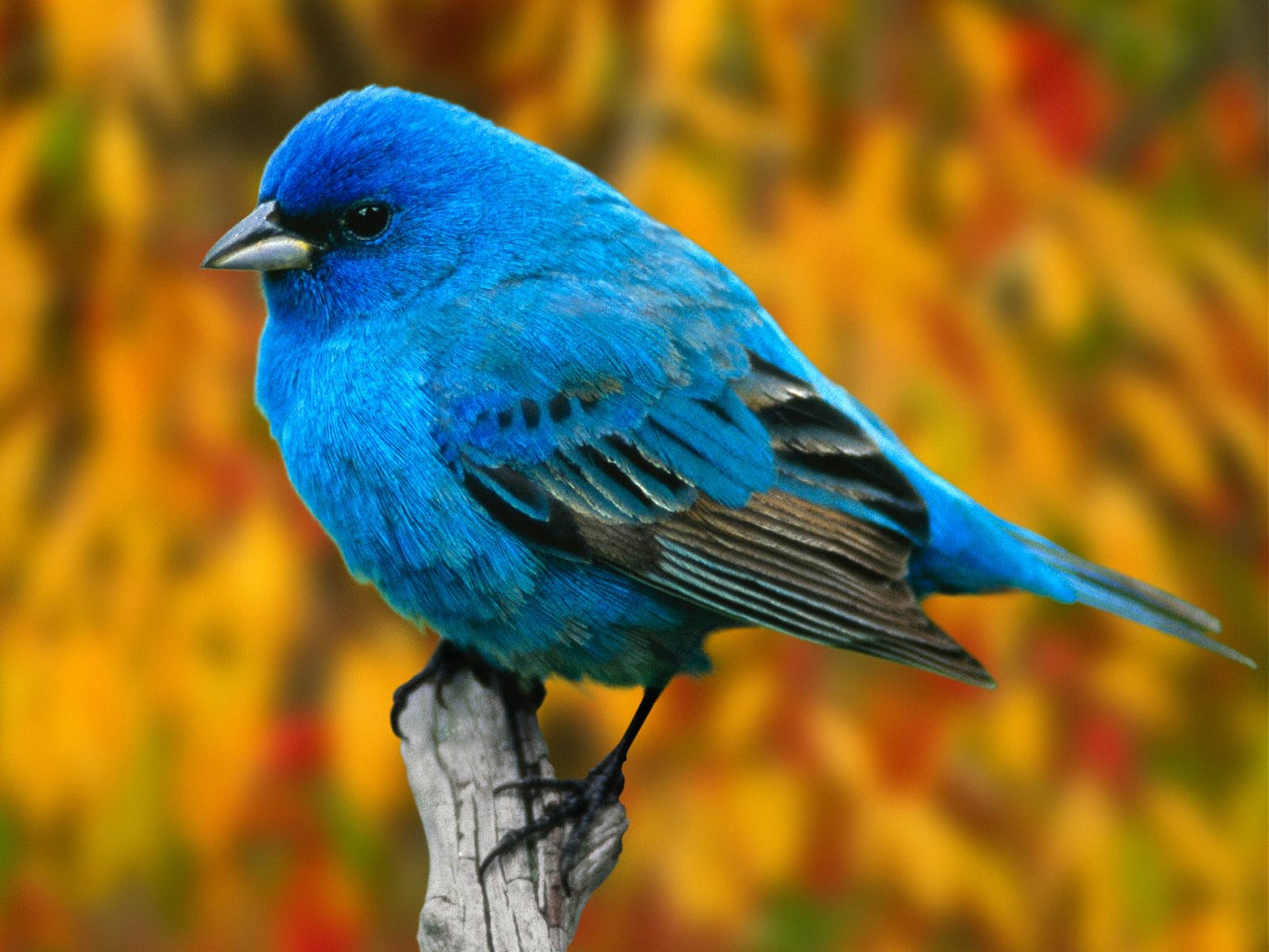 Птичка с синими перьями