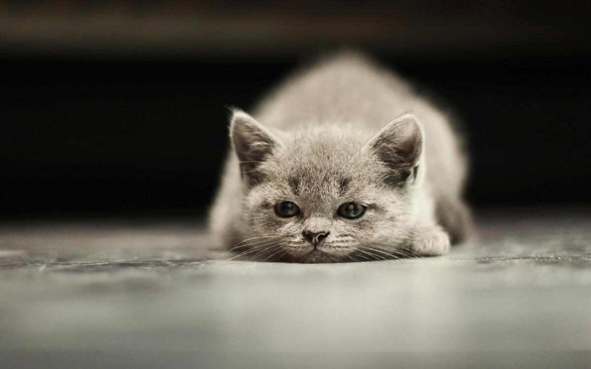 A gray kitten lies on the floor